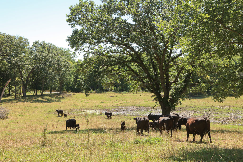 SkyView Farms | Healthy Harvest of North Iowa